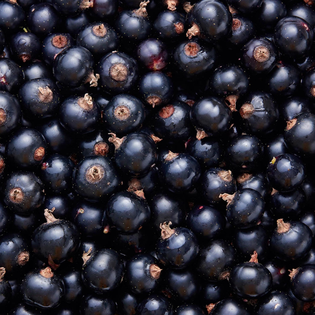 Blackcurrant Seed Oil, Organic, Cold Pressed, Unrefined, Natural