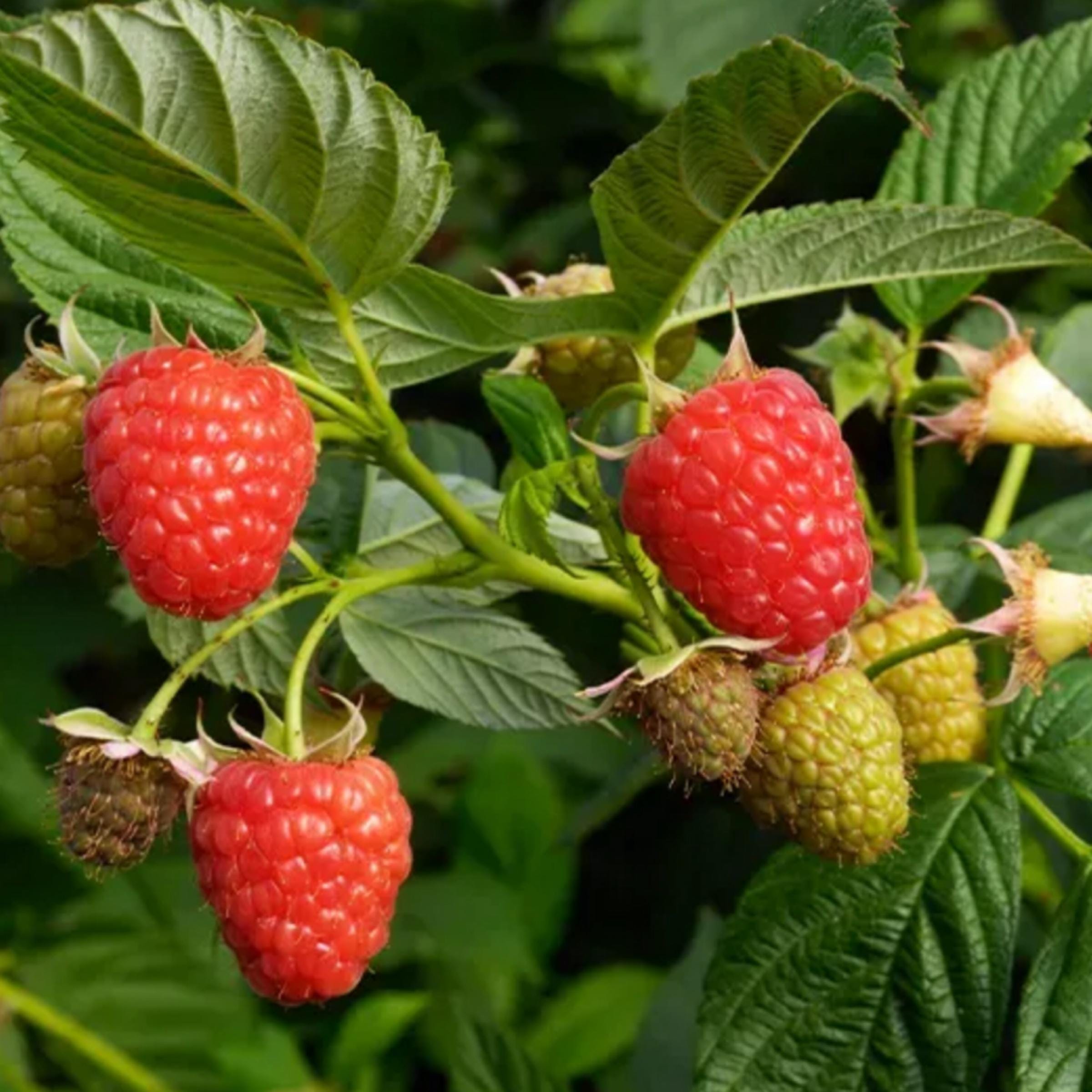 Red Raspberry Seed Oil, Organic, Cold Pressed, Unrefined, Natural