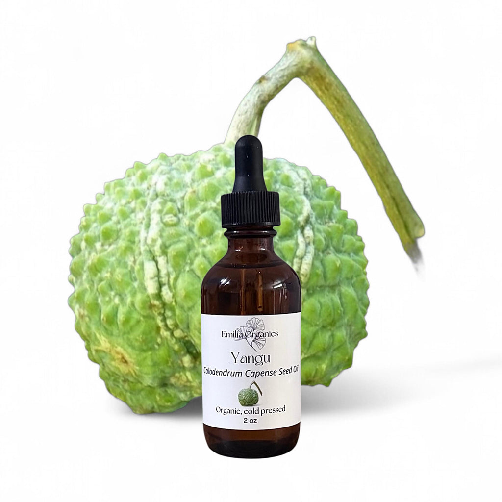 Yangu Seed Oil, Cape Chestnut Oil, Organic, Cold Pressed, Unrefined, Natural