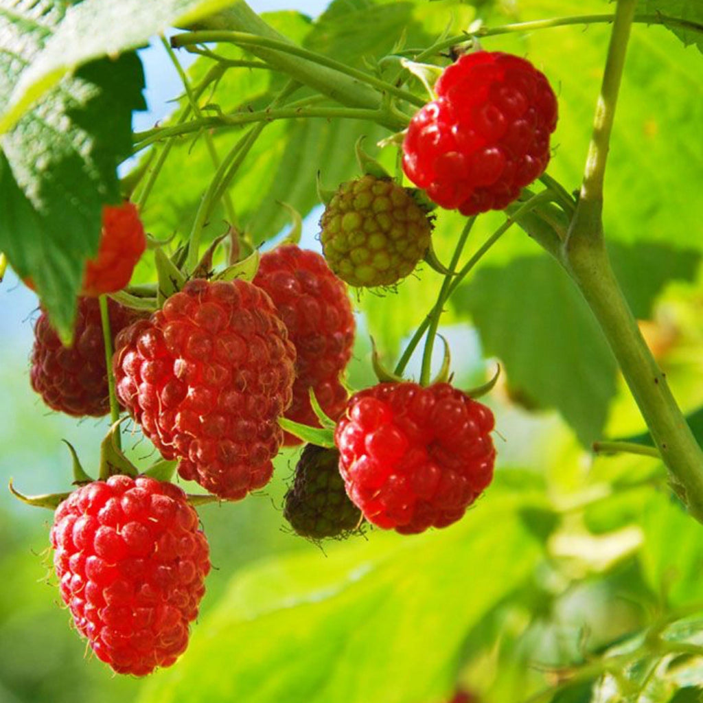 Red Raspberry Seed Oil, Organic, Cold Pressed, Unrefined, Natural