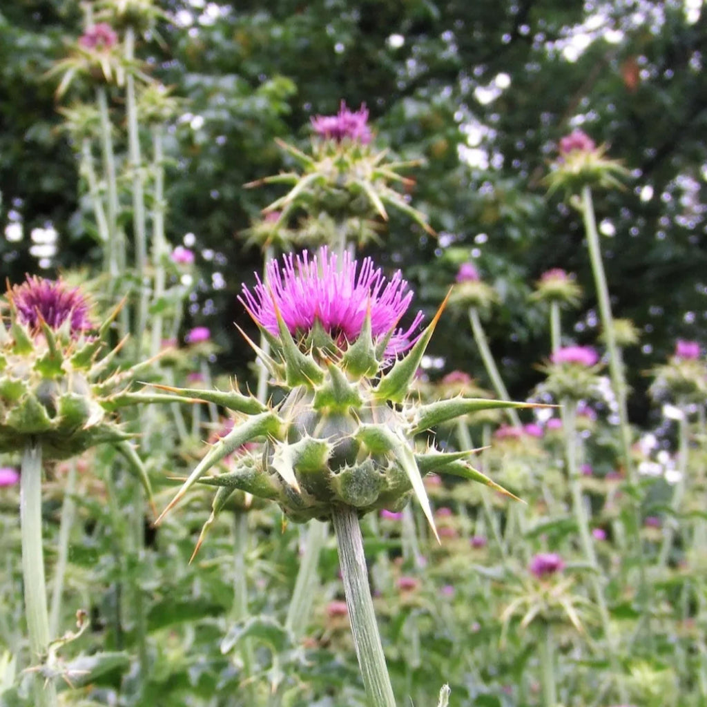 Milk Thistle Seed Oil, Organic, Cold Pressed, Unrefined, Natural