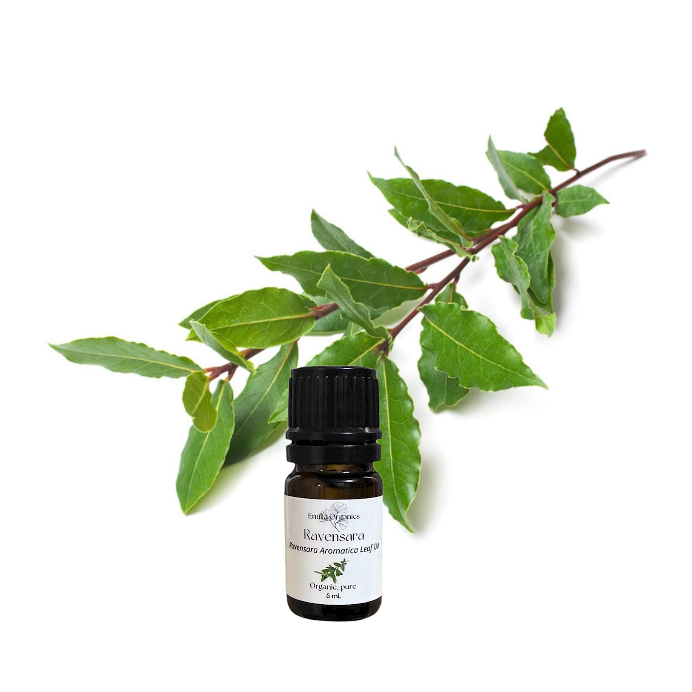 Ravensara Essential Oil, Organic, 100% Pure, Natural