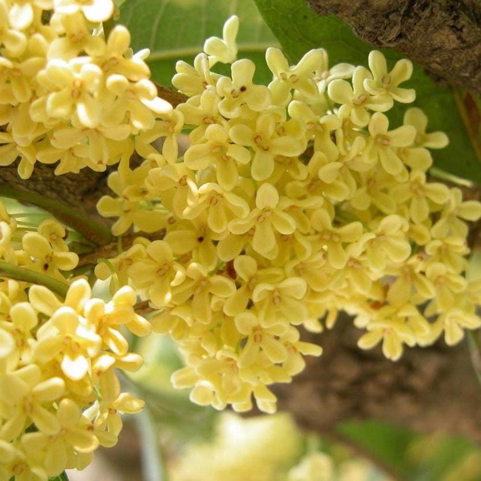 Osmanthus Absolute Oil, Organic, 100% Pure, Natural