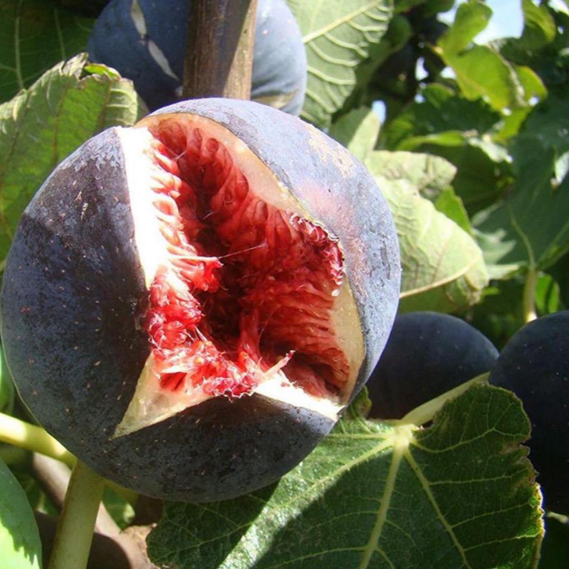 Fig Seed Oil, Organic, Cold Pressed, Unrefined, Natural