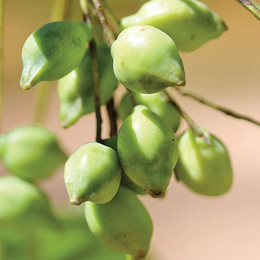 Kakadu Plum Seed Oil, Organic, Cold Pressed, Unrefined, Natural