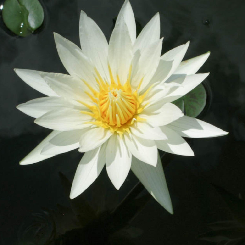 White Lotus Absolute Oil, Organic, 100% Pure, Natural