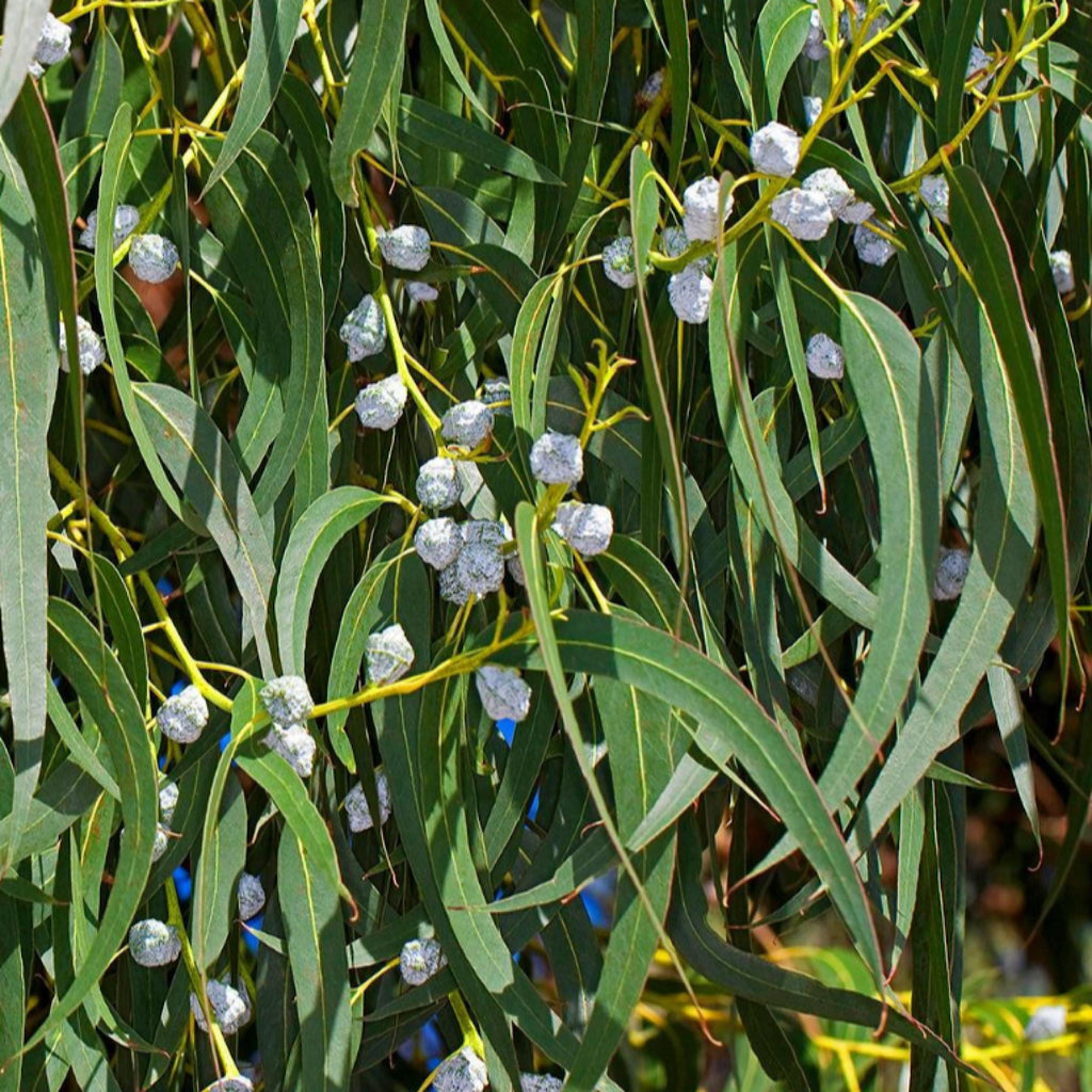 Eucalyptus Globulus Essential Oil, Organic, 100% Pure, Natural