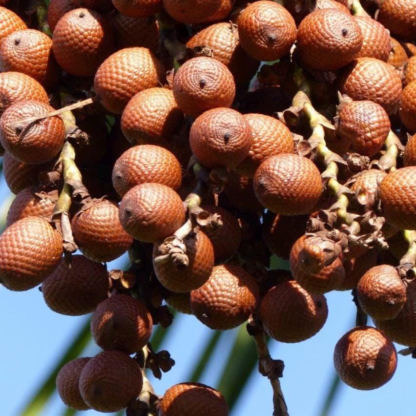 Buriti Fruit Oil, Organic, Cold Pressed, Unrefined, Natural
