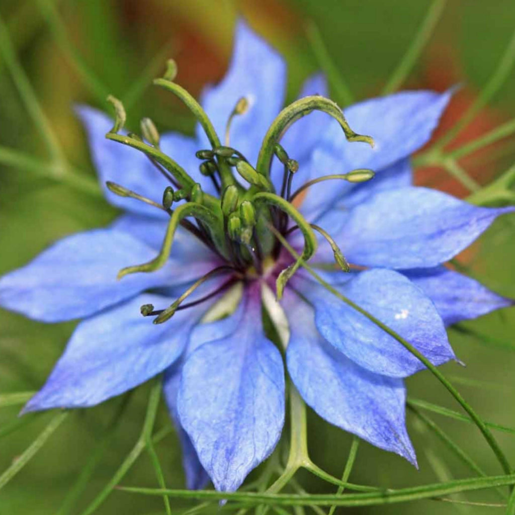 Black Cumin Seed Oil, Organic, Cold Pressed, Unrefined, Natural