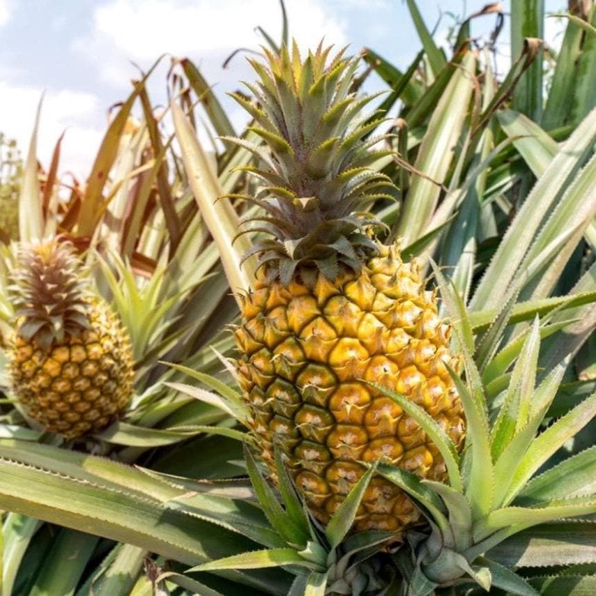 Pineapple Seed Oil, Organic, Cold Pressed, Unrefined, Natural