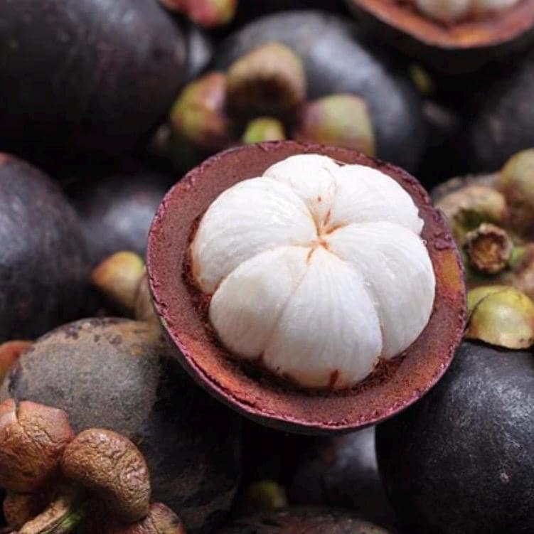 Mangosteen Seed Oil, Organic, Cold Pressed, Unrefined, Natural