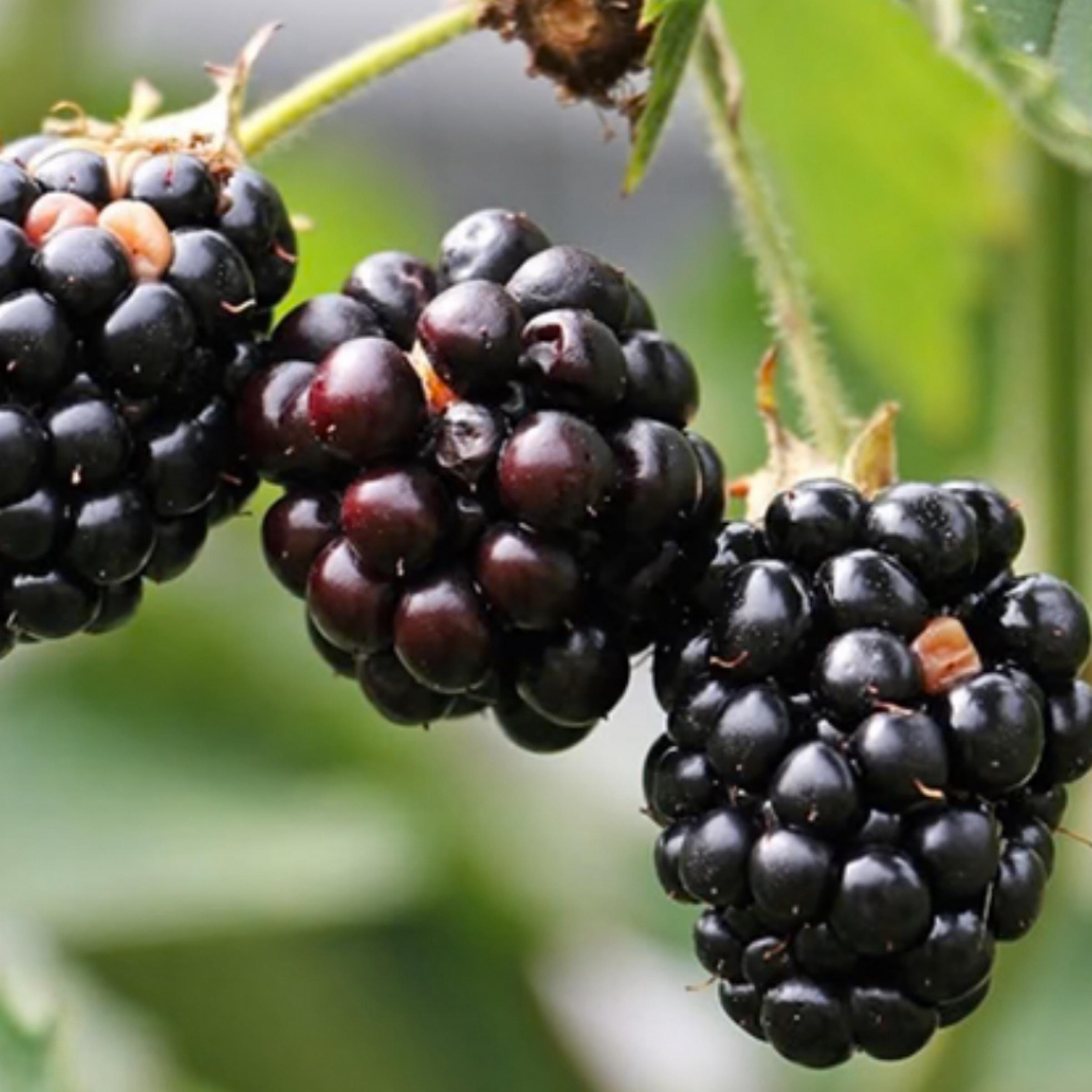 Blackberry Seed Oil, Organic, Cold Pressed, Unrefined, Natural