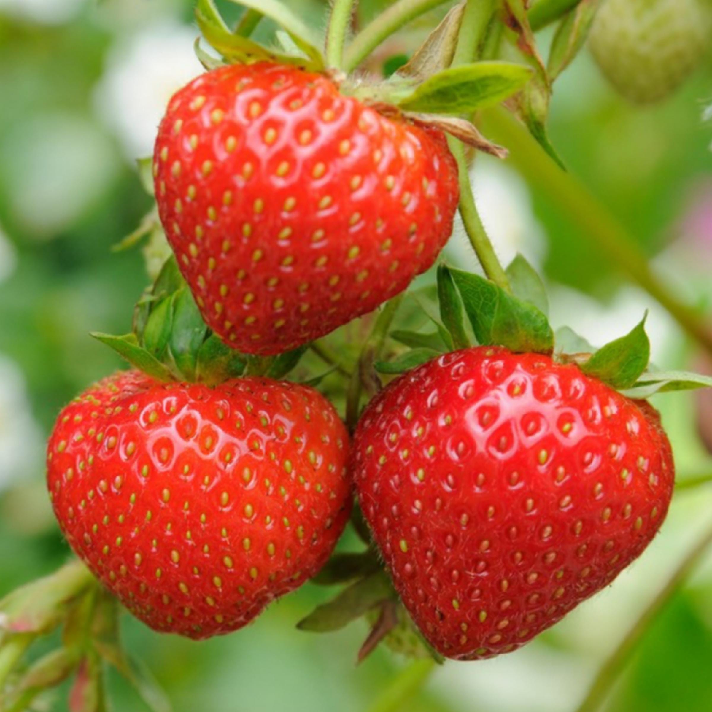 Strawberry Seed Oil, Organic, Cold Pressed, Unrefined, Natural