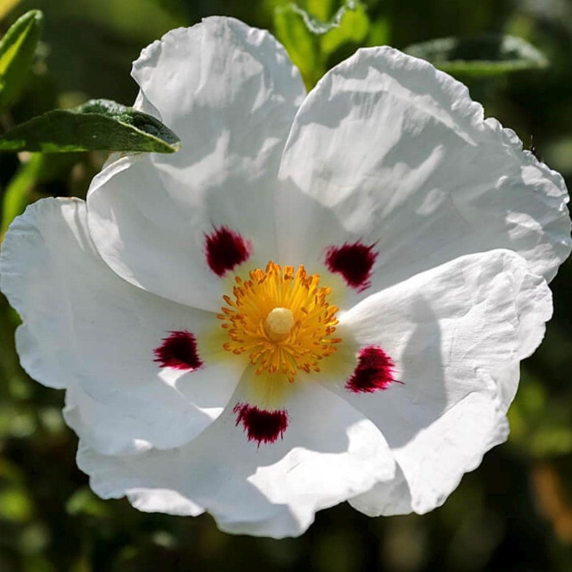 Rockrose Essential Oil, Organic, Pure, Natural
