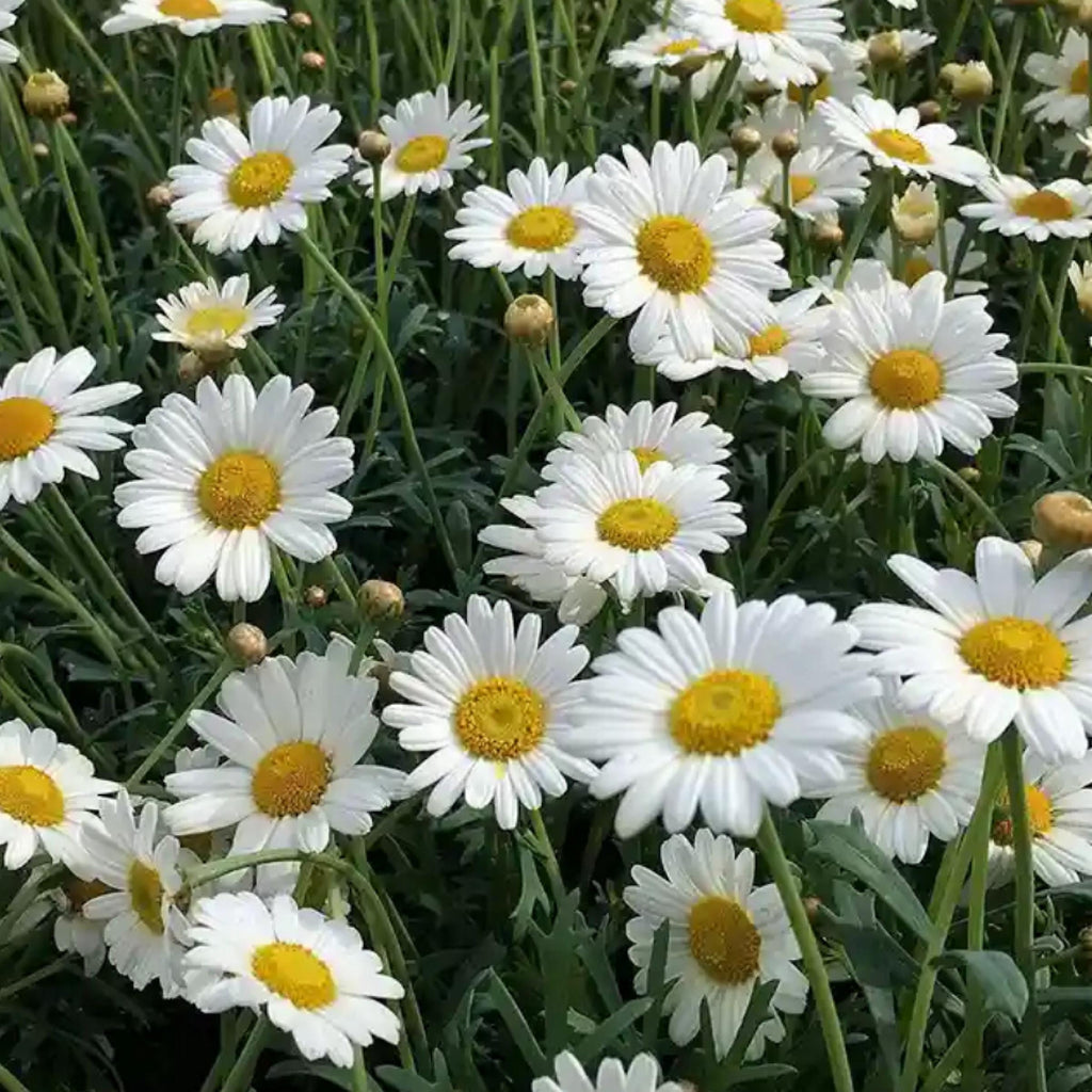 Roman Chamomile Hydrosol, Organic, Pure, Natural
