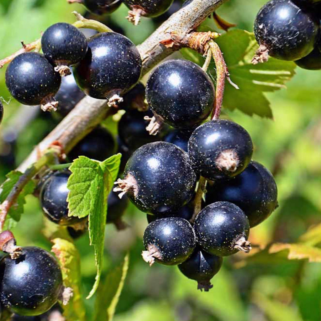 Blackcurrant Seed Oil, Organic, Cold Pressed, Unrefined, Natural