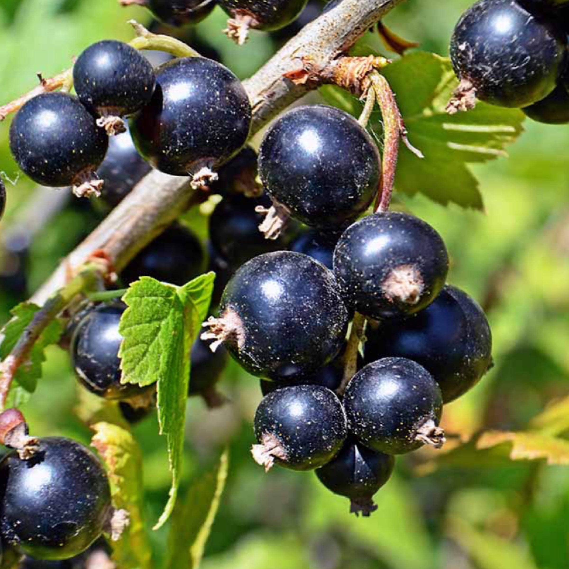 Blackcurrant Seed Oil, Organic, Cold Pressed, Unrefined, Natural