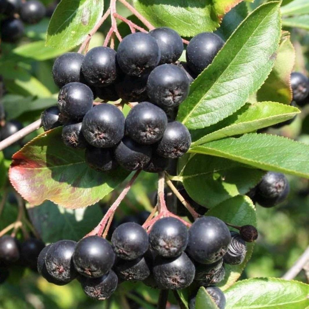Chokeberry Seed Oil, Organic, Cold Pressed, Unrefined, Natural