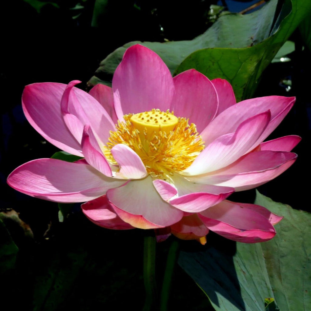 Pink Lotus Absolute Oil, Organic, 100% Pure, Natural