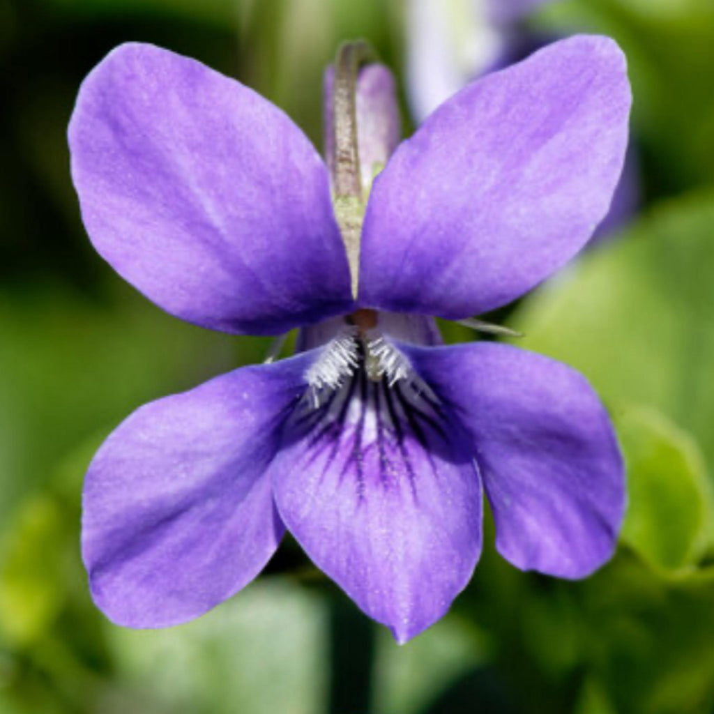 Violet Leaf Absolute Oil, Organic, 100% Pure, Natural