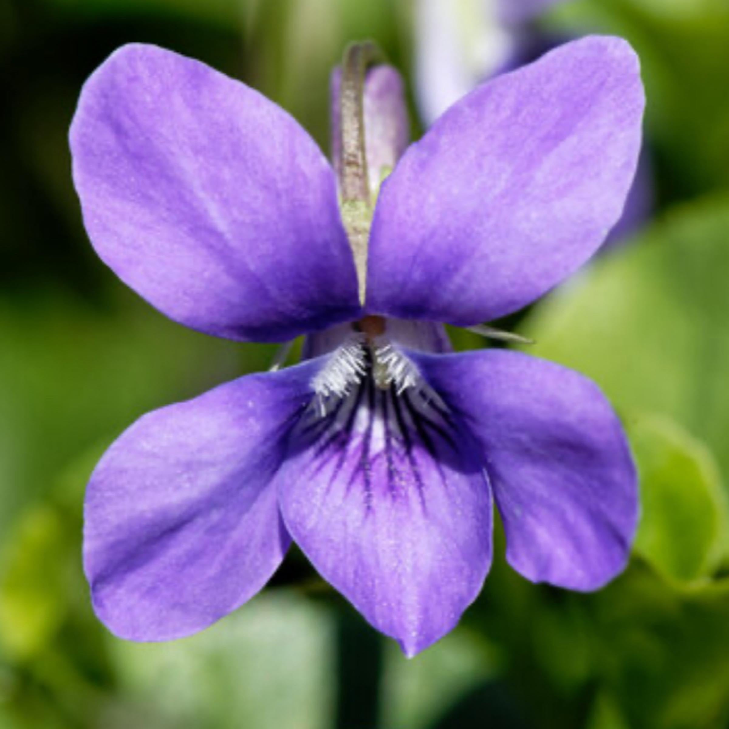Violet Leaf Absolute Oil, Organic, 100% Pure, Natural