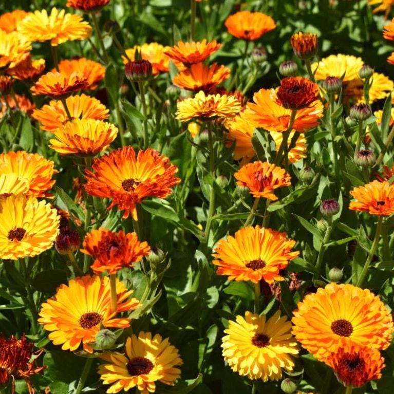 Calendula Hydrosol, Organic, Pure, Natural