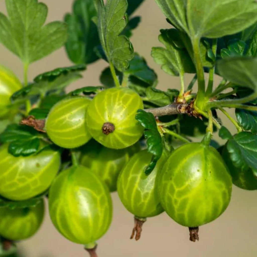 Amla Seed Oil, Gooseberry Oil, Organic, Cold Pressed, Unrefined, Natural