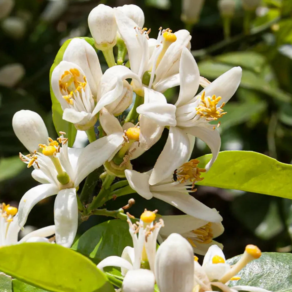 Neroli Essential Oil, Orange Blossom, Organic, 100% Pure, Natural
