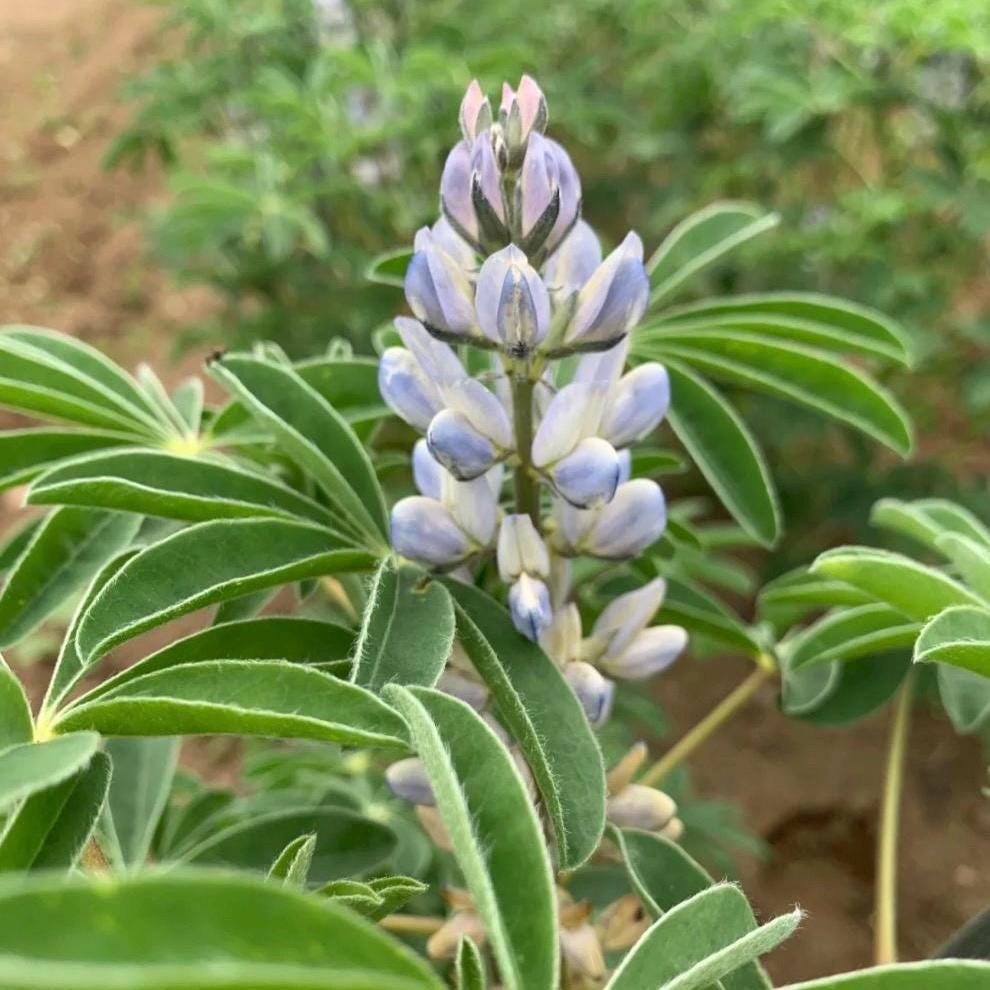 Lupine Seed Oil, Organic, Cold Pressed, Unrefined, Natural
