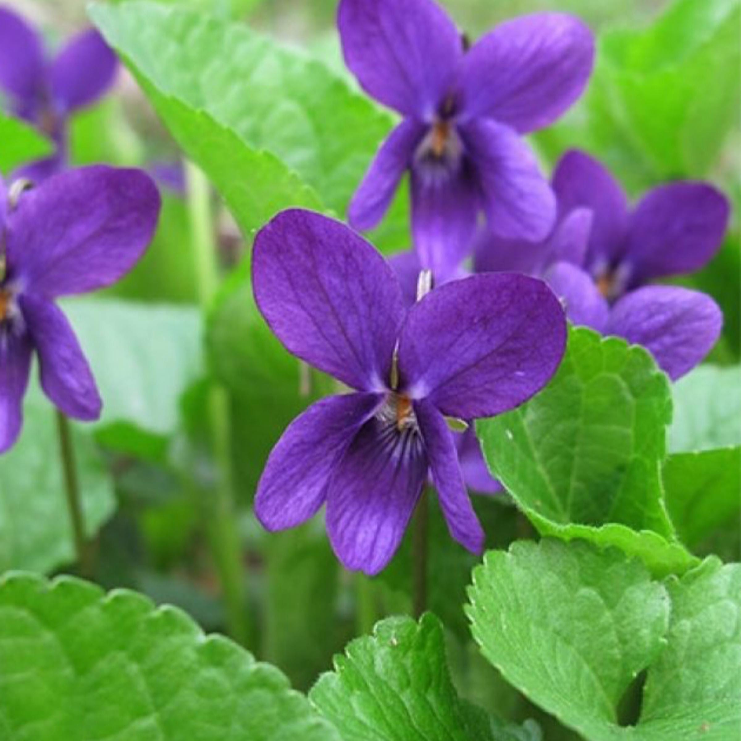 Violet Leaf Absolute Oil, Organic, 100% Pure, Natural