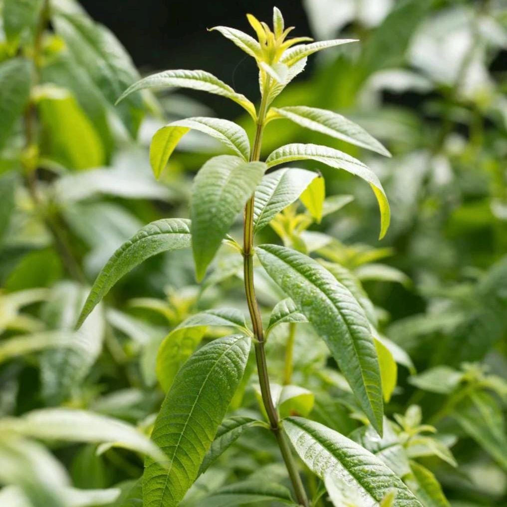 Lemon Verbena Hydrosol, Organic, Pure, Natural