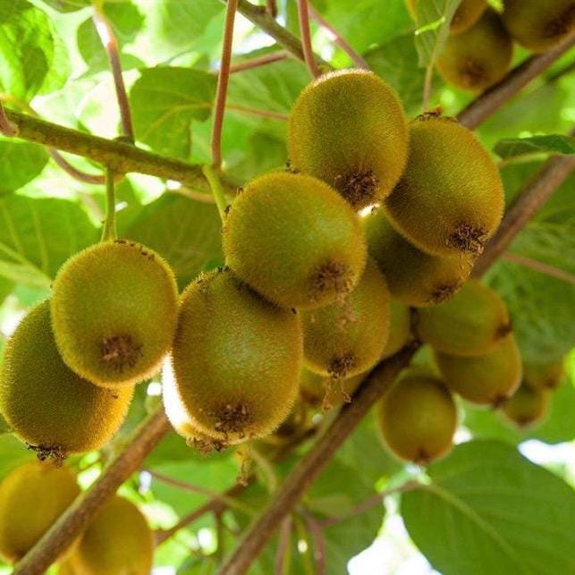 Kiwi Seed Oil, Organic, Cold Pressed, Unrefined, Natural