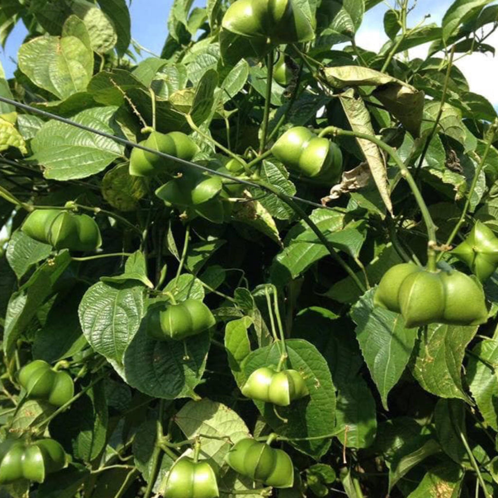 Sacha Inchi Seed Oil, Organic, Cold Pressed, Unrefined, Natural