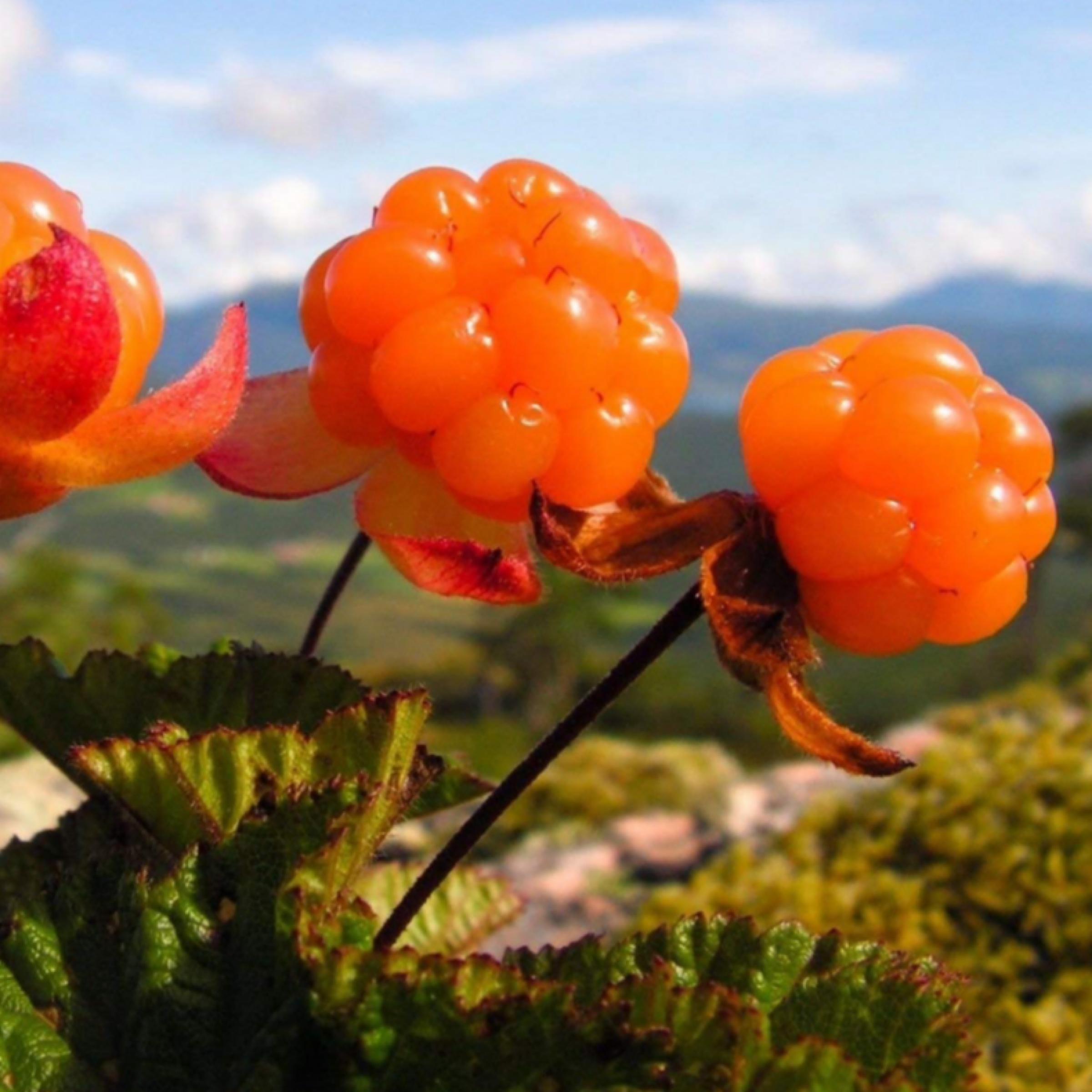 Cloudberry Seed Oil, Nordic Cloudberry, Organic, Cold Pressed, Unrefined, Natural