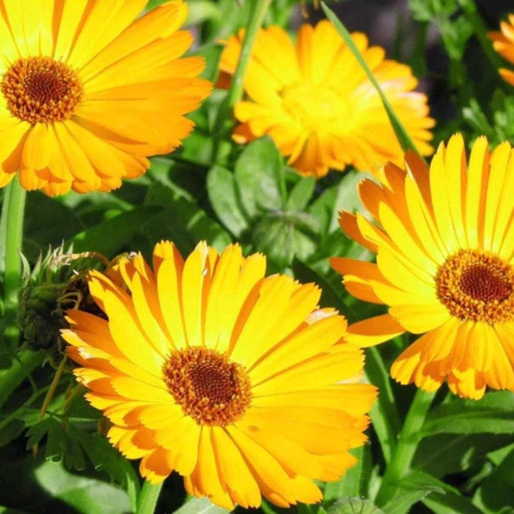 Calendula Hydrosol, Organic, Pure, Natural