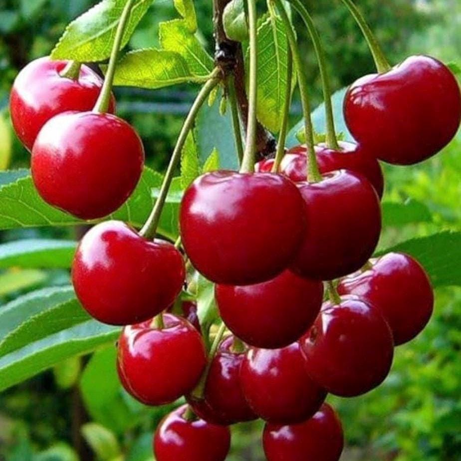 Cherry Kernel Oil, Organic, Cold Pressed, Unrefined, Natural