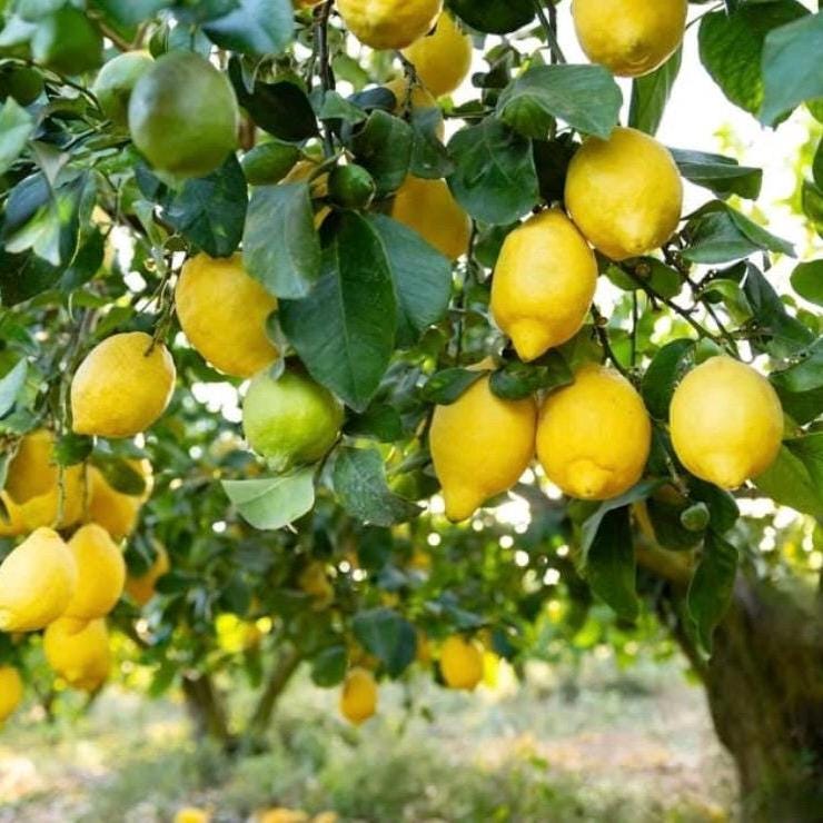 Lemon Essential Oil, Organic, Pure, Natural