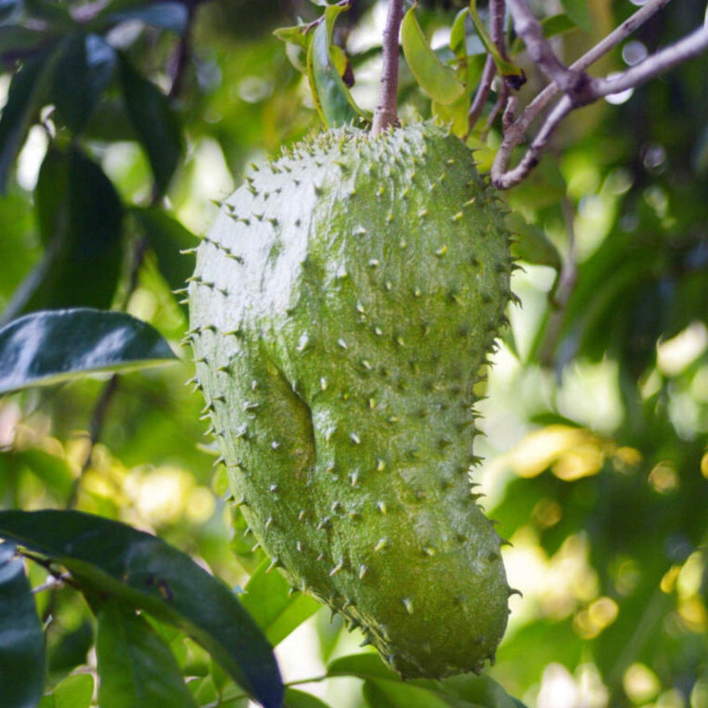 Soursop Seed Oil, Organic, Cold Pressed, Unrefined, Natural