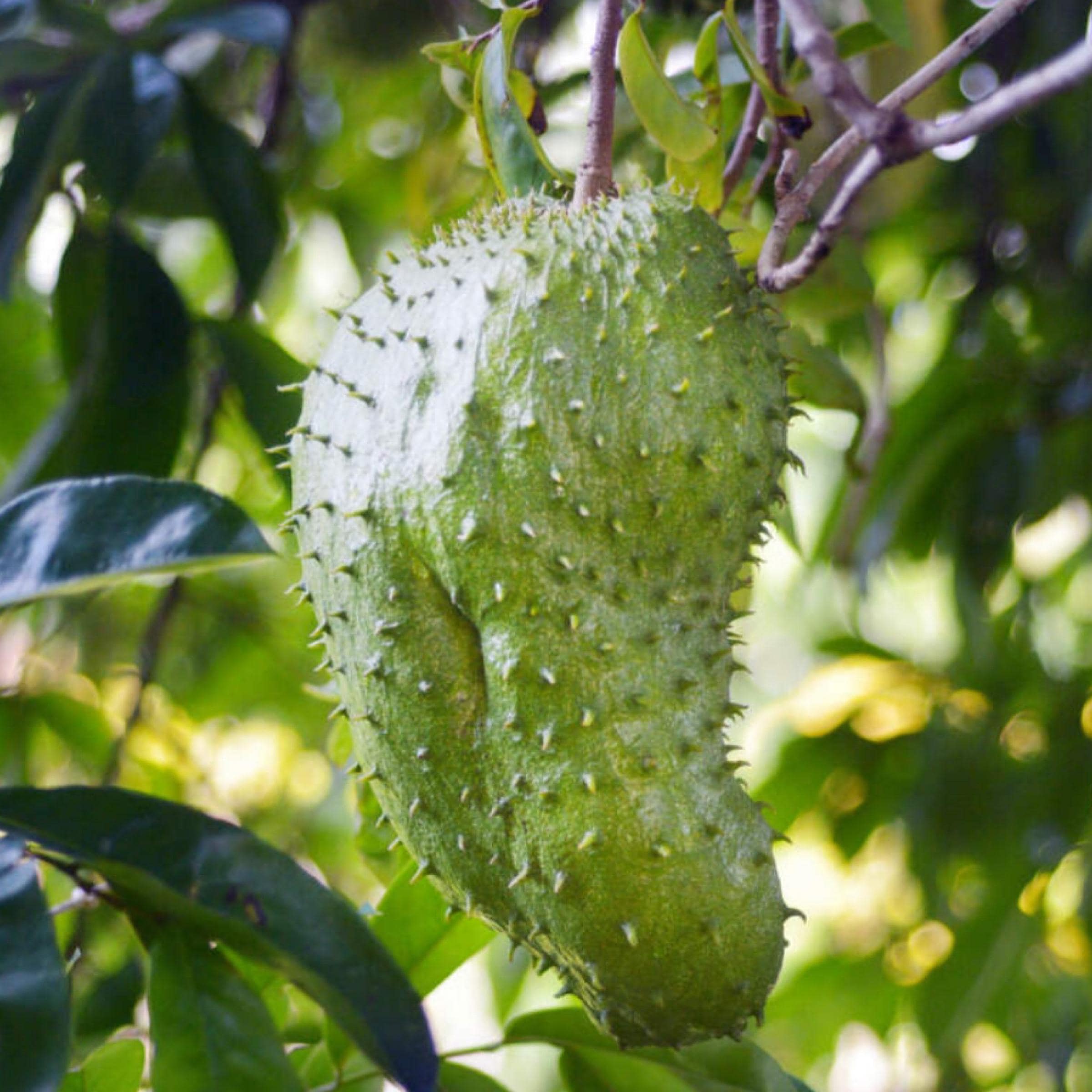 Soursop Seed Oil, Organic, Cold Pressed, Unrefined, Natural