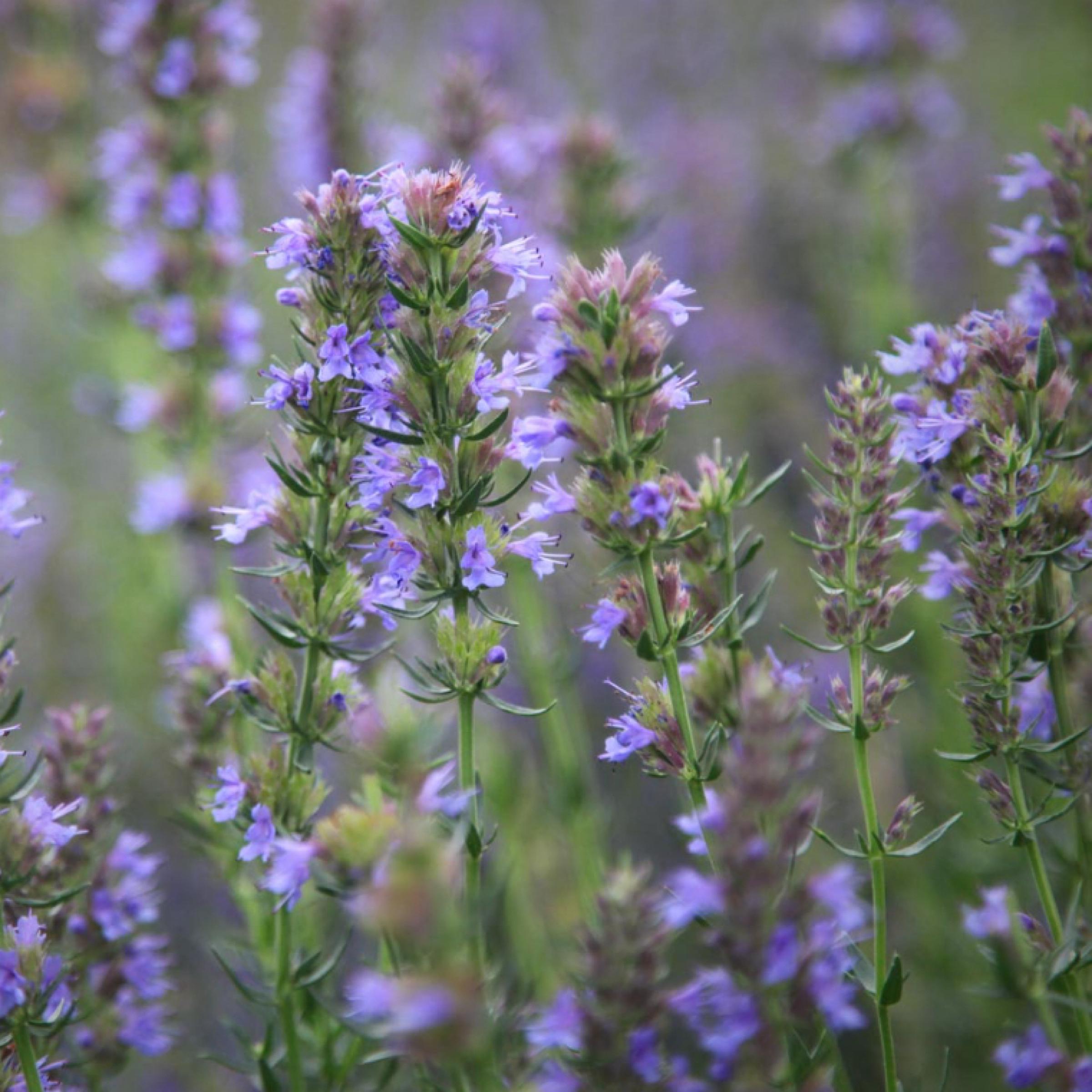Hyssop Essential Oil, Organic, 100% Pure, Natural