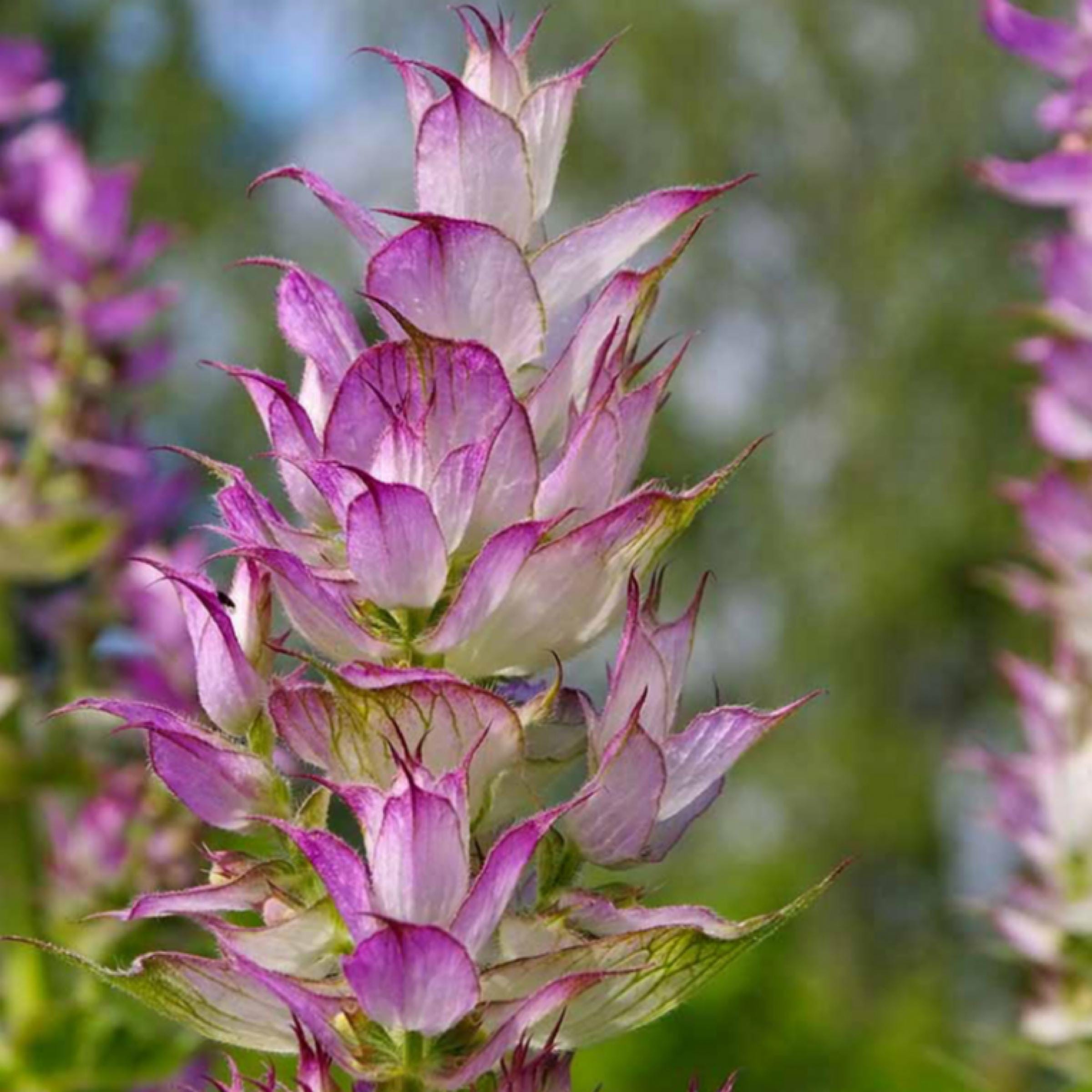 Clary Sage Essential Oil, Organic, 100% Pure, Natural