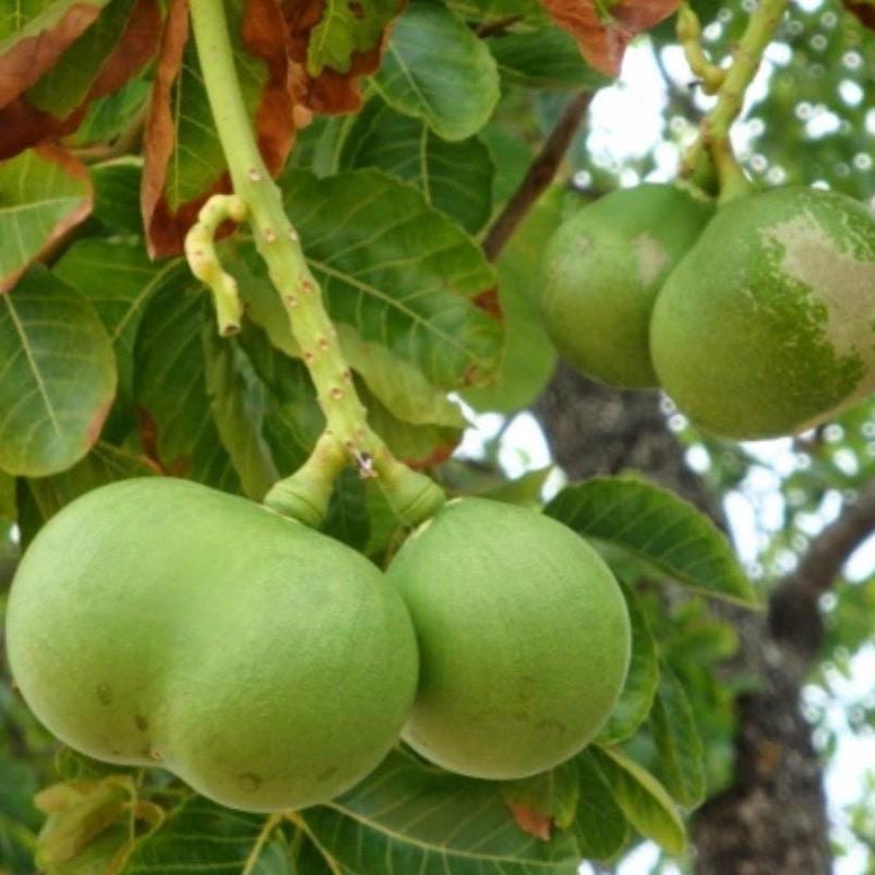 Pequi Fruit Oil, Organic, Cold Pressed, Unrefined, Natural