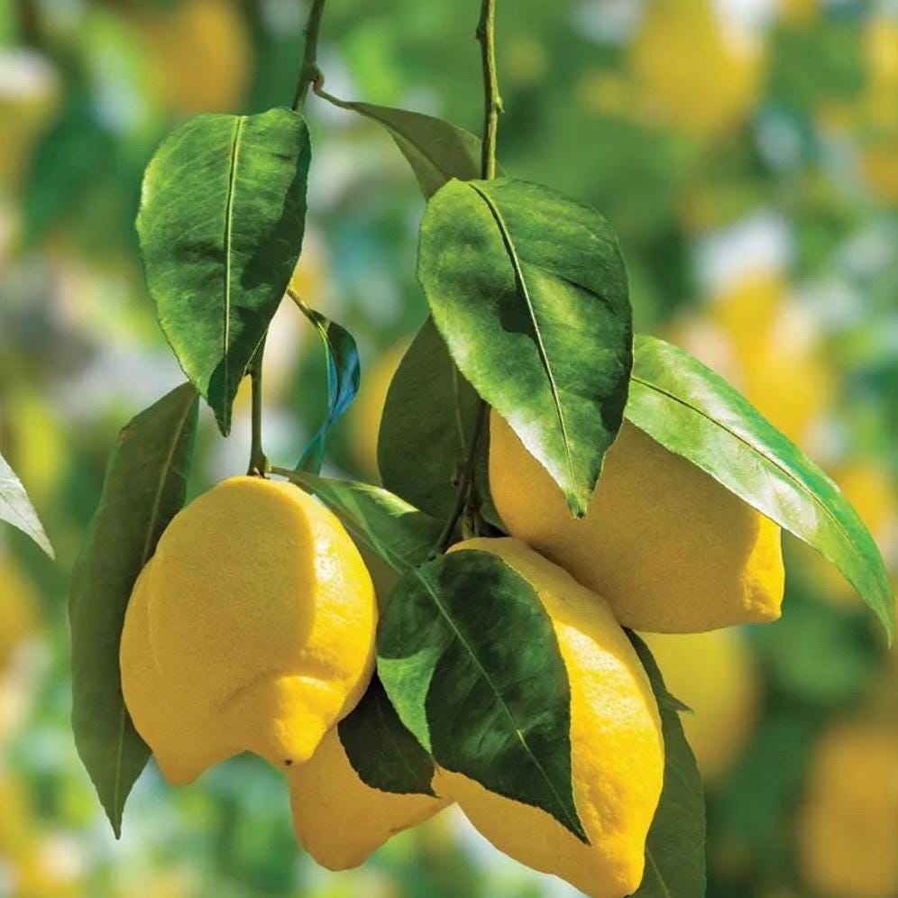 Lemon Essential Oil, Organic, Pure, Natural