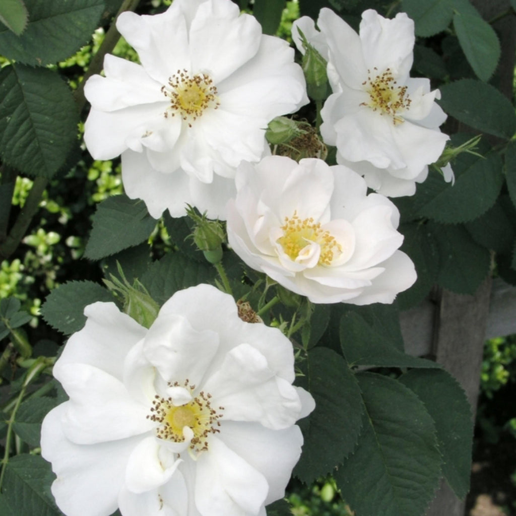 White Rose Hydrosol, Organic, Pure, Natural