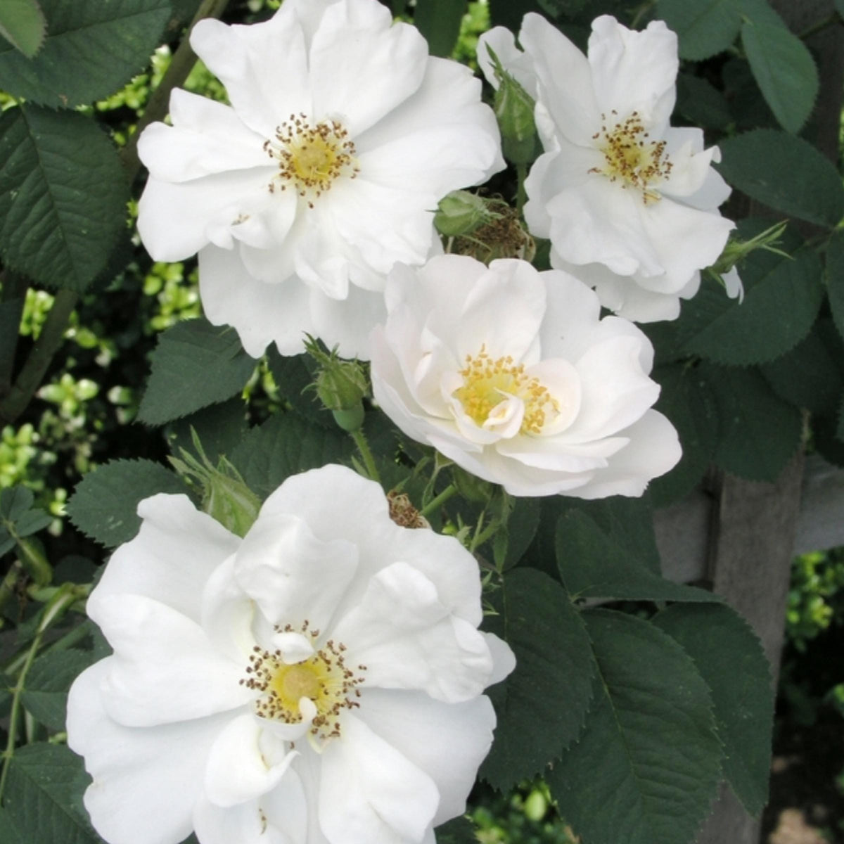 White Rose Hydrosol, Organic, Pure, Natural