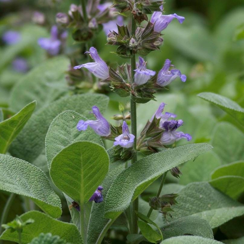 Sage Essential Oil, Organic, 100% Pure, Natural