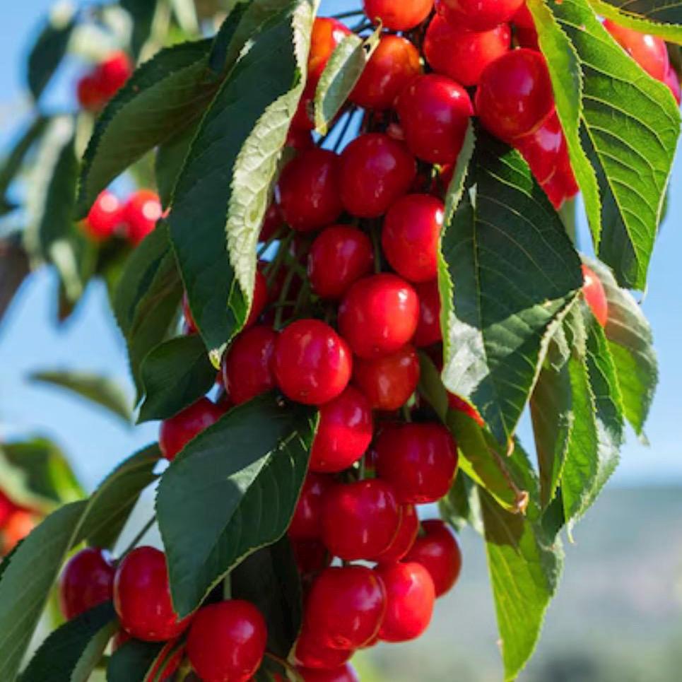 Cherry Kernel Oil, Organic, Cold Pressed, Unrefined, Natural