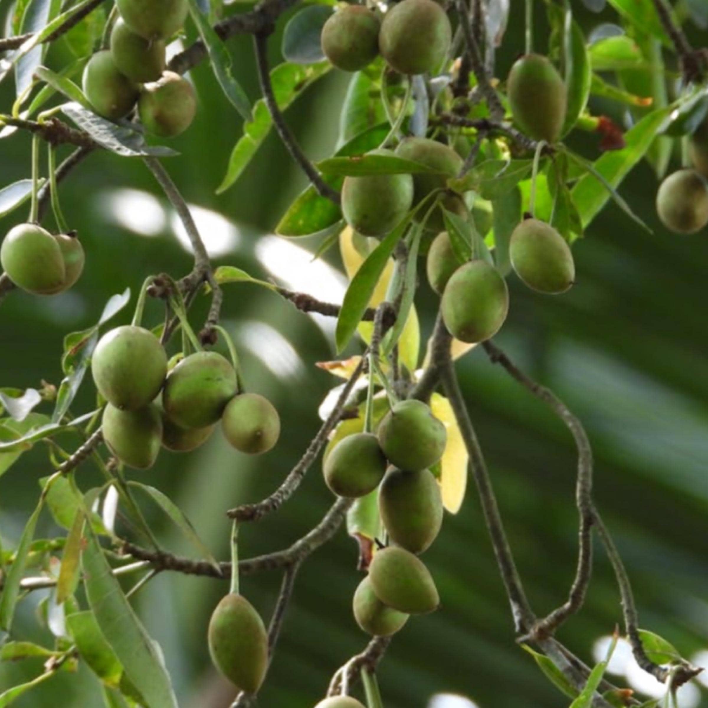 Tamanu Seed Oil, Organic, Cold Pressed, Unrefined, Natural