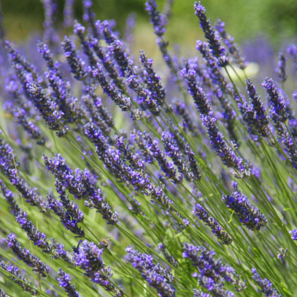 French Lavender Hydrosol, Organic, Pure, Natural