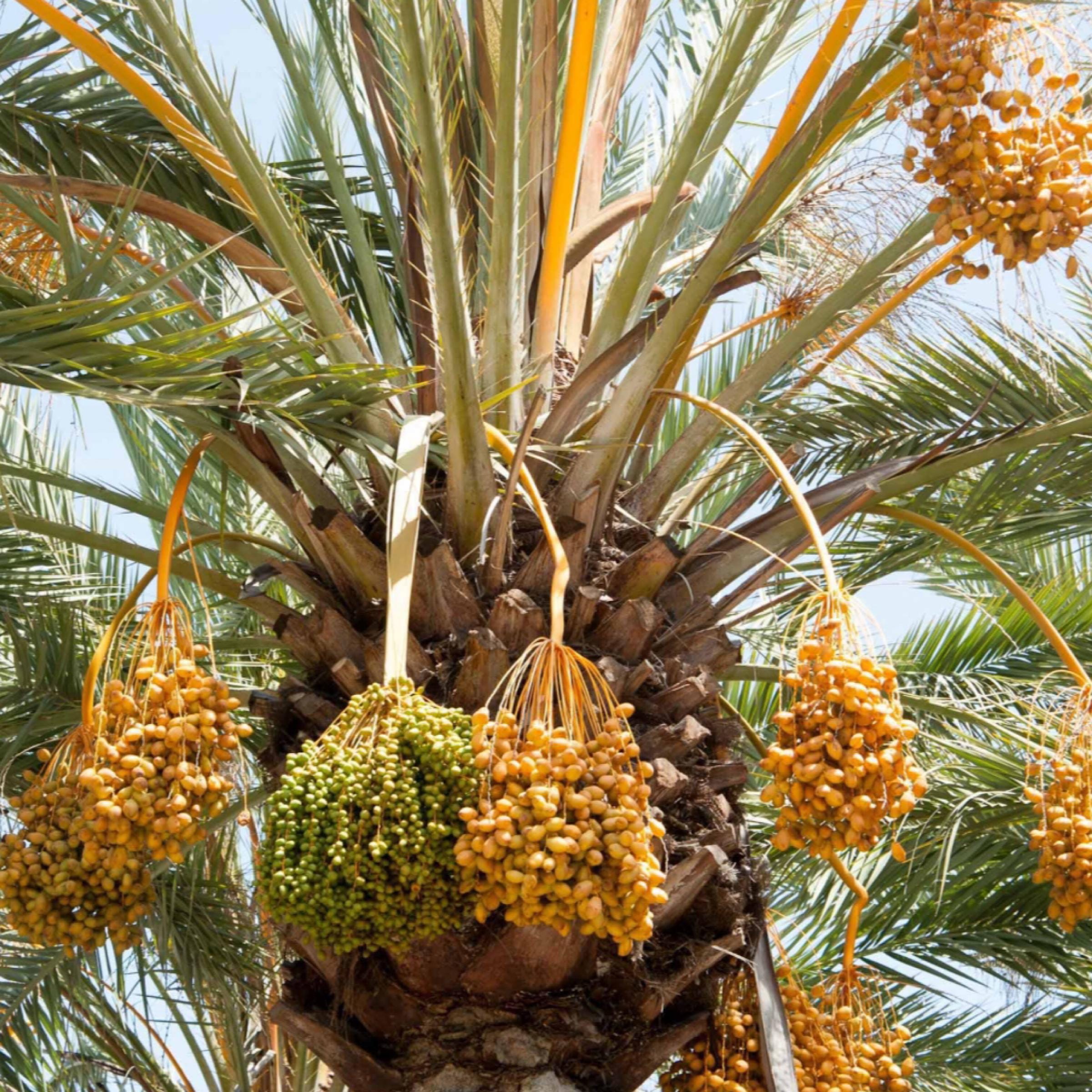 Desert Date Seed Oil, Organic, Cold Pressed, Unrefined, Natural